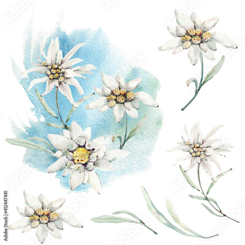 Handpainted watercolor wild flowers and herbs.