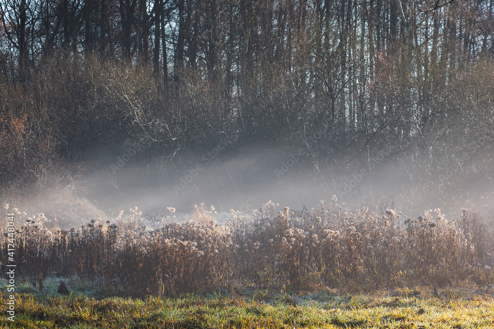 Sunny morning in a forest. It is winter and everything, plants are covered with rime. The meadow is in the fog.