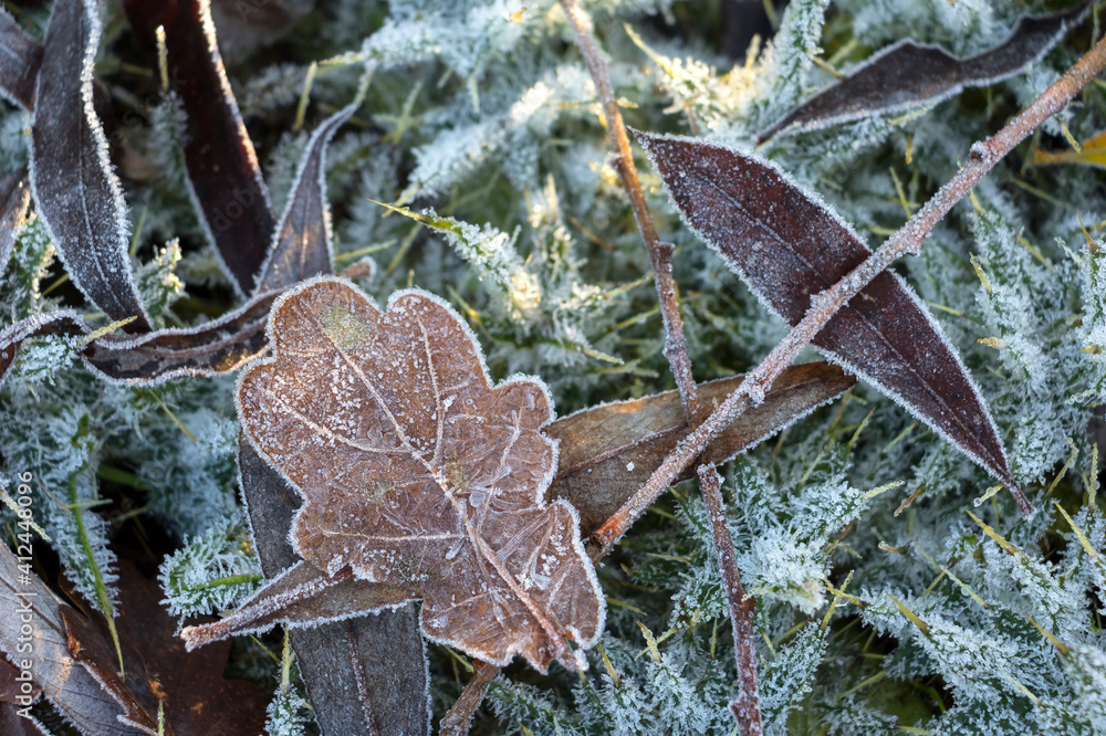 A frosty winter morning. Hoarfrost on leaves and grass.
