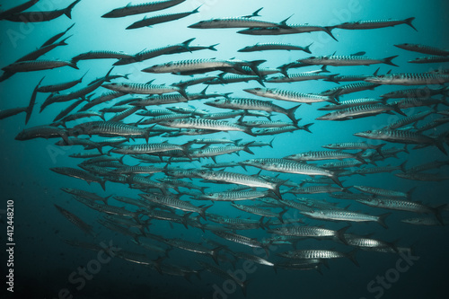 Underwater photography. Schooling barracuda and reef fish swimming in blue water among coral reefs. Asia, Maldives, scuba diving