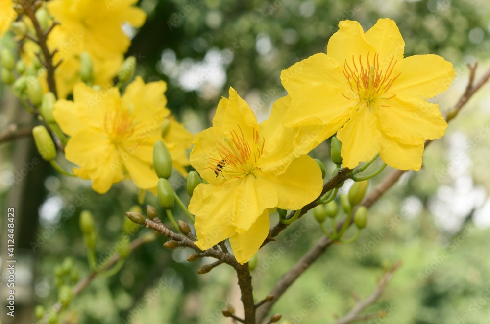 Natural photos: Apricot blossom is commonly cultivated in Viet Nam Natural photos: Apricot blossom is commonly cultivated in Viet Nam