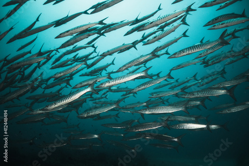 Underwater photography. Schooling barracuda and reef fish swimming in blue water among coral reefs. Asia, Maldives, scuba diving