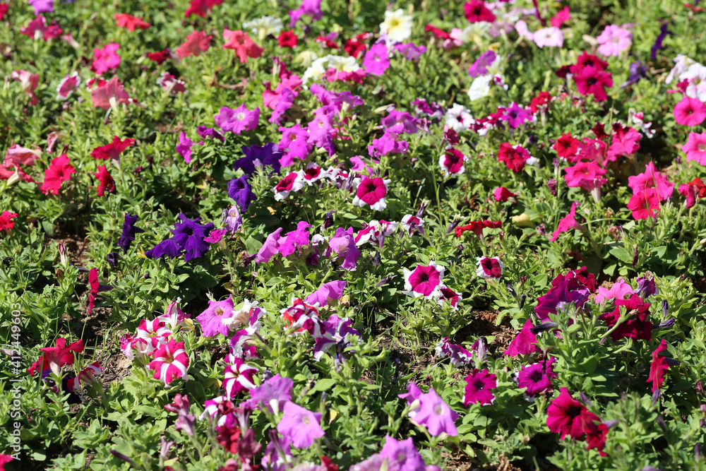 Petunia flower is blooming in the flower garden. Petunia flower is blooming in the flower garden.
