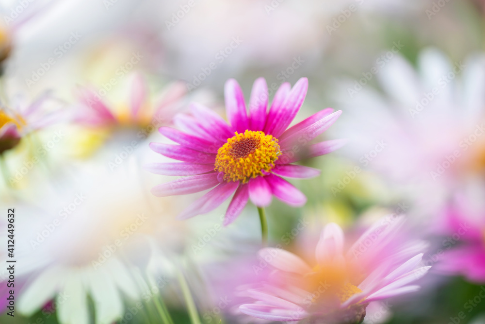 Obraz premium マーガレット