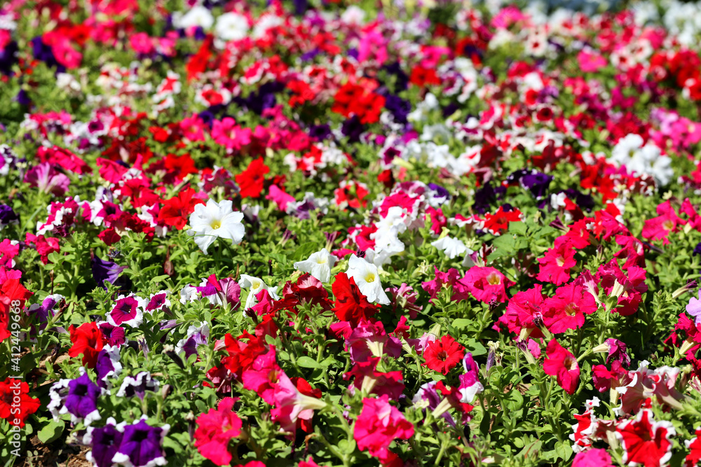 Petunia flower is blooming in the flower garden. Petunia flower is blooming in the flower garden.