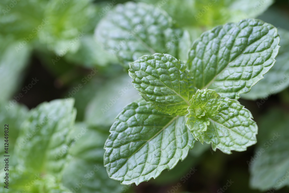 Freshness Peppermint leaf. Freshness Peppermint leaf.