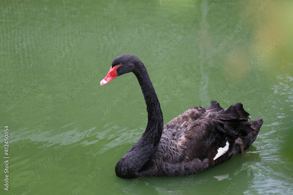 Fototapeta premium Black swan swimming.