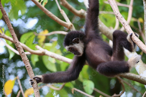 Black gibbon monkey on the tree. © meepoohyaphoto