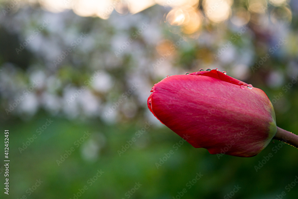 Pink tulip with dew drops against the setting sun with a blurred background Pink tulip with dew drops against the setting sun with a blurred background
