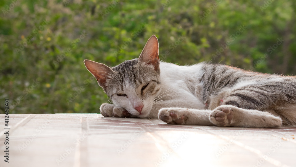 Fototapeta premium cat on the floor