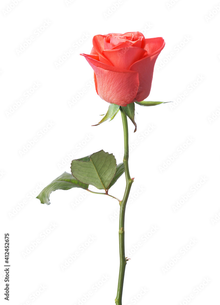 Orange Rose with green leaf isolated on white background.