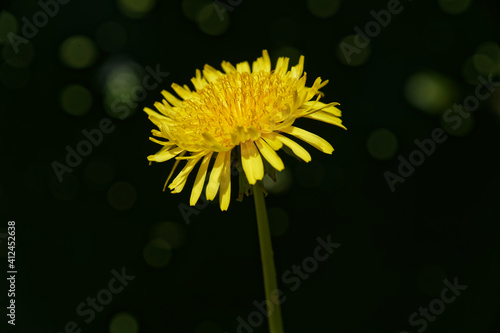 The bright yellow flower of the dandelion photo