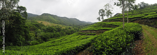 Tea cultivation in Sri Lanka (Morning Site) // Tee-Anbau in Sri Lanka (Morning Site)  photo