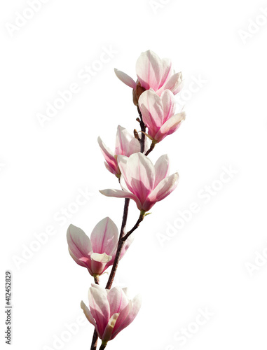 Light pink Magnolia flowers isolated on white background.