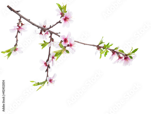 Flowering branch of Almond tree  isolated on white background.