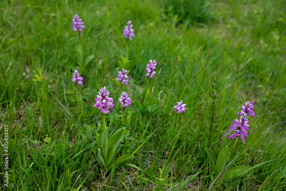 meadow with blooming military orchids