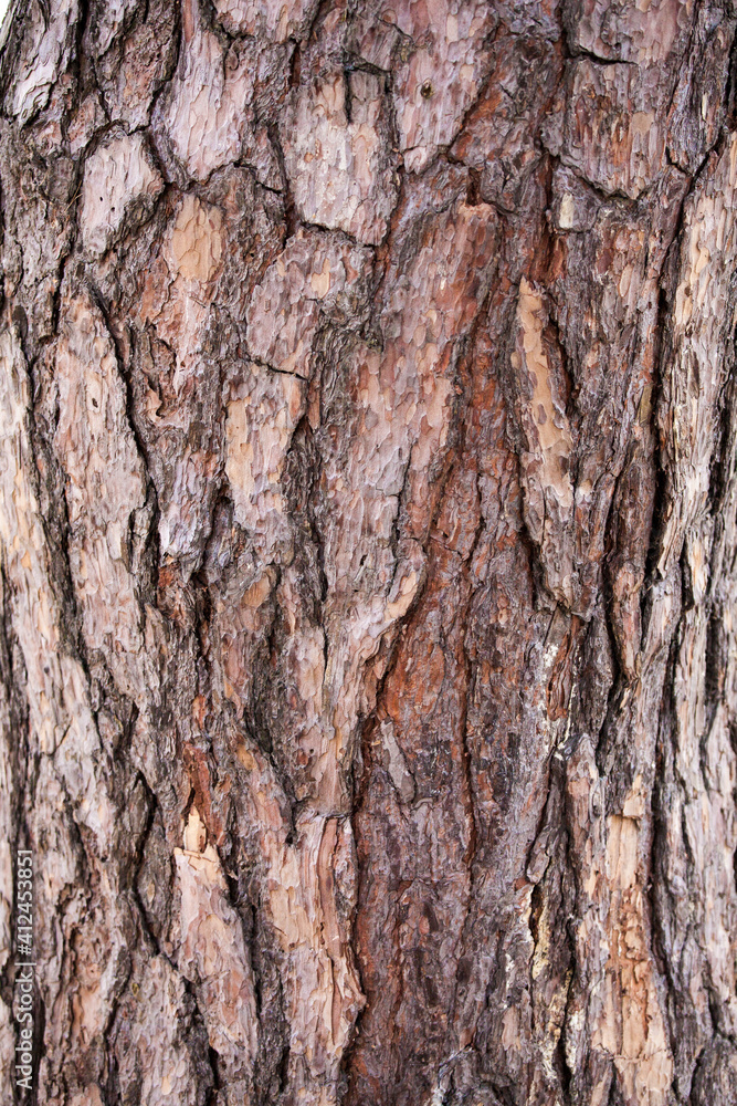 Macro of a bark of trees creates an abstract effect of texture Macro of a bark of trees creates an abstract effect of texture