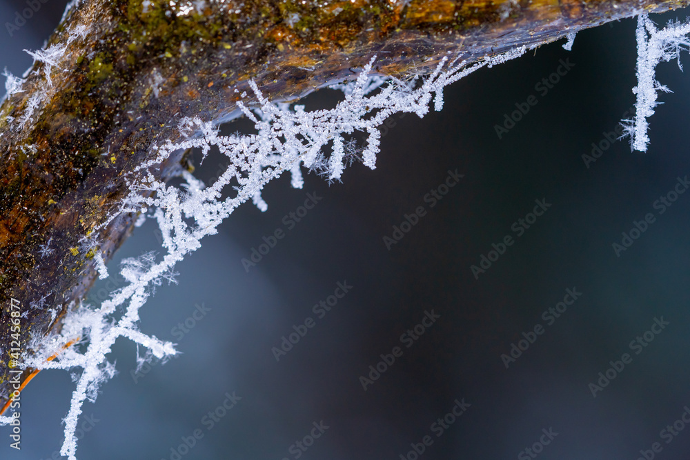 Ice covered twigs, spider web on a branch after winter cold front with snow and crystals Ice covered twigs, spider web on a branch after winter cold front with snow and crystals