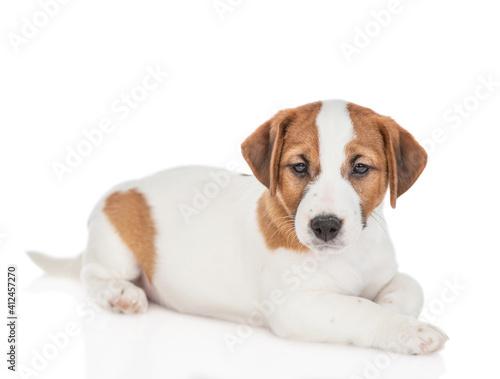 Portrait of Jack russell terrier puppy. Isolated on white background © Ermolaev Alexandr