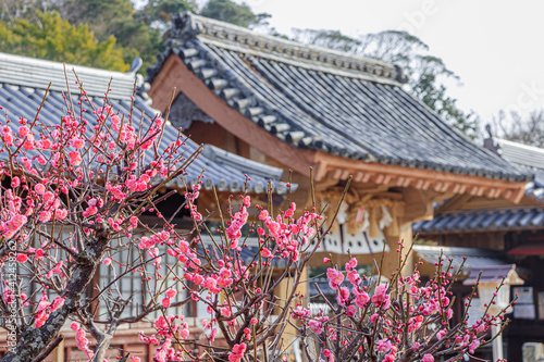                                                 Kameoka Shrine and Plum blossom Nagasaki-ken Hirado city
