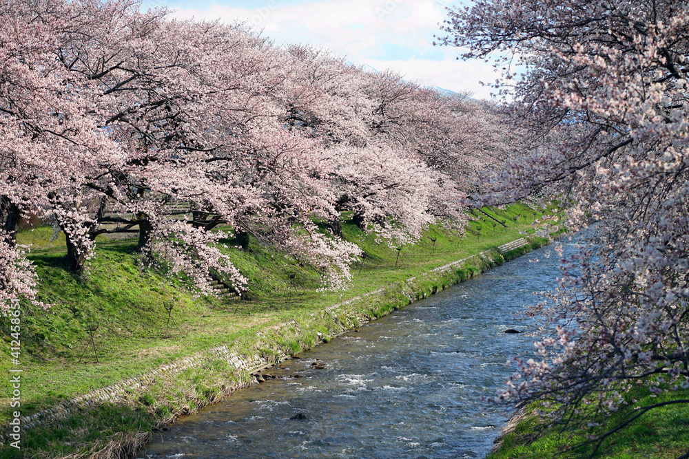 Row of cherry trees blooming near Funakawa river of Asahi ,Toyama,Japan. Row of cherry trees blooming near Funakawa river of Asahi ,Toyama,Japan.