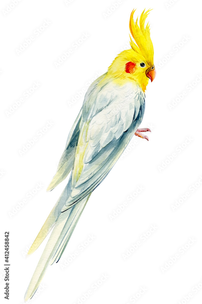 Fototapeta premium Watercolor parrot on isolated background, cockatiel parrot, hand drawing, tropical birds