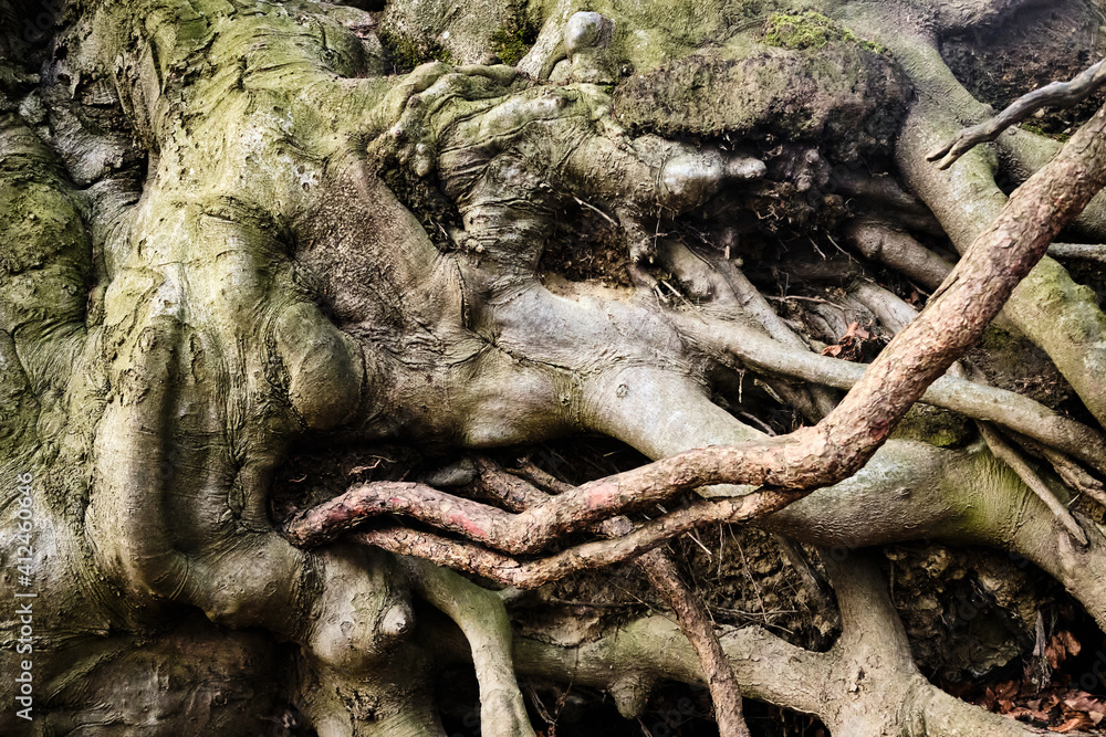 Fototapeta premium An old tree with many roots