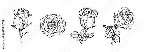 Floral Vector Set of Roses. Hand drawn Sketch Rose Flower Buds. Summer Garden Flowers
