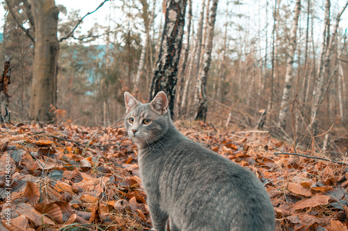 Cat wandering in a forest