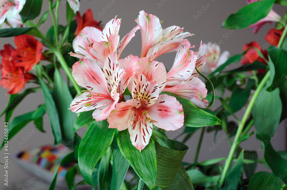 Pink-white alstroemeria on a background of green leaves, a bouquet of natural alstroemeria Pink-white alstroemeria on a background of green leaves, a bouquet of natural alstroemeria