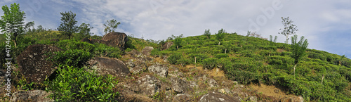 Tea plantation in Sri Lanka (Morning Site) // Tee-Plantage in Sri Lanka (Morning Site)  photo