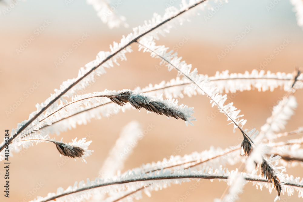 Obraz premium Frozen grass