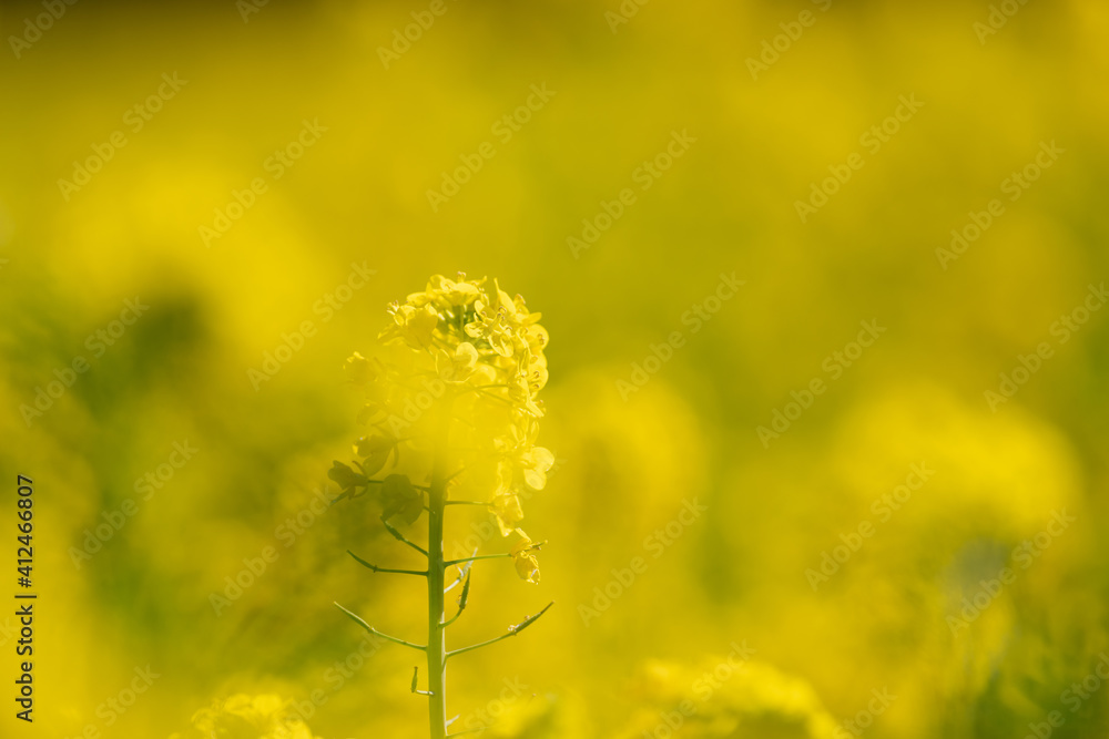 Obraz premium 菜の花
