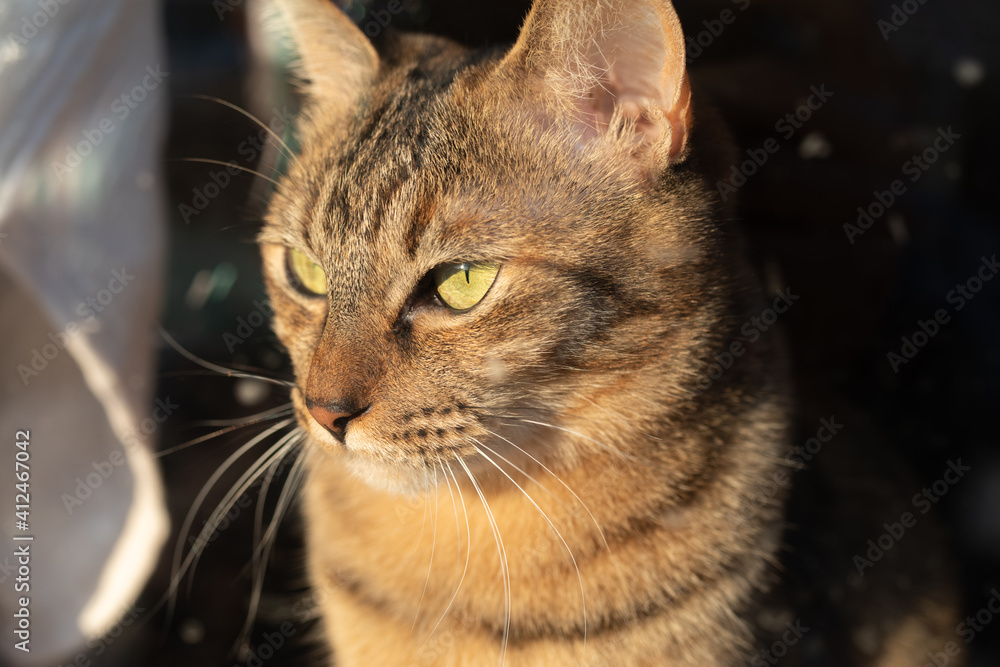 Obraz premium 見つめる猫 キジトラ猫