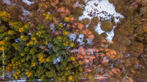 Aerial top view of winter pine forest in snow in sunny day, drone shot. High quality photo