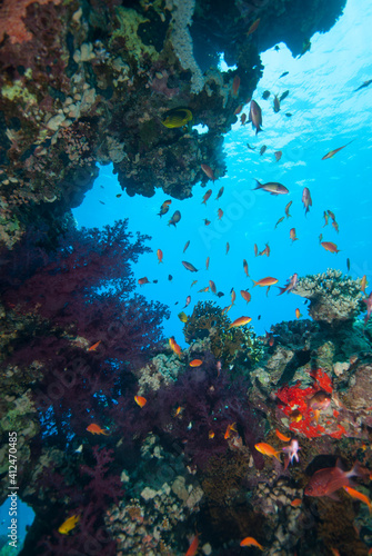 Fototapeta Naklejka Na Ścianę i Meble -  Underwater World. Coral fish and reefs of the Red Sea. Egypt