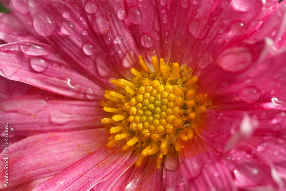 Dahlia flower close up with water droplets