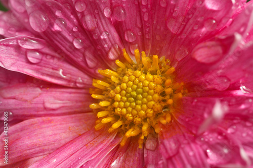 Dahlia flower close up with water droplets