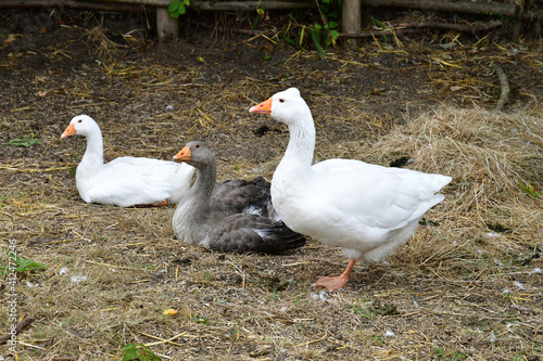 Crevecoeur en Auge; France - august 8 2019 : goose photo