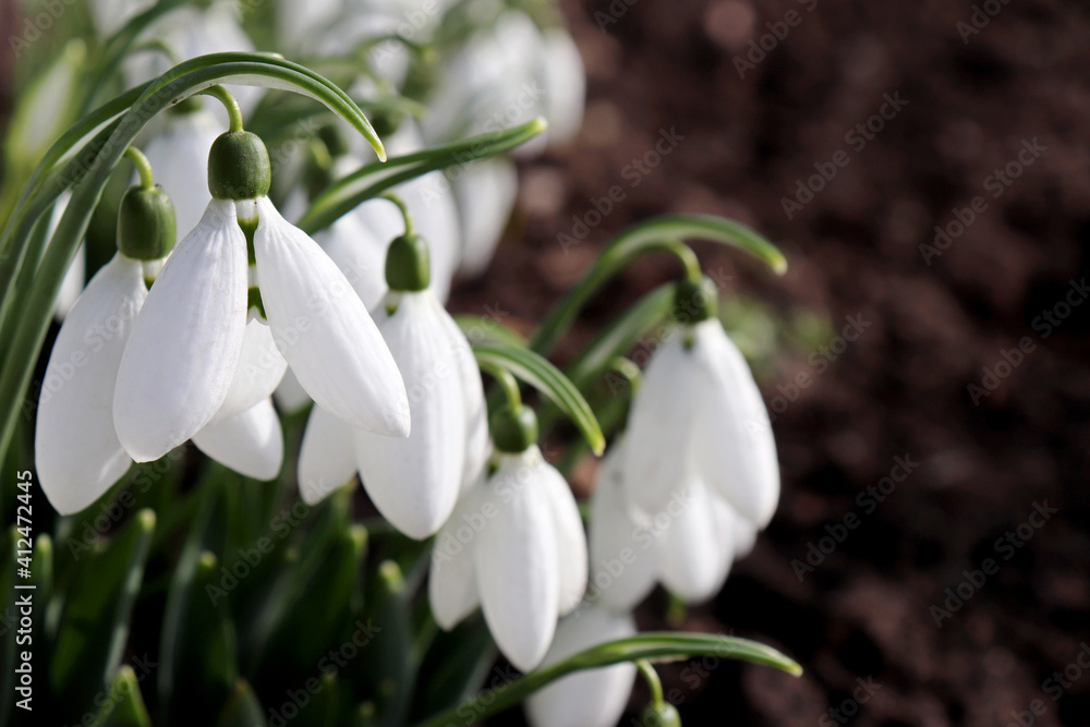 Snowdrops blooming in the forest. First spring flowers close up Snowdrops blooming in the forest. First spring flowers close up