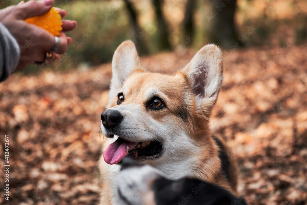 Charming Tricolor Corgi is waiting for ball game with its owner. British shepherd dog. Welsh corgi Pembroke looks at ball in hands of human and smiles.