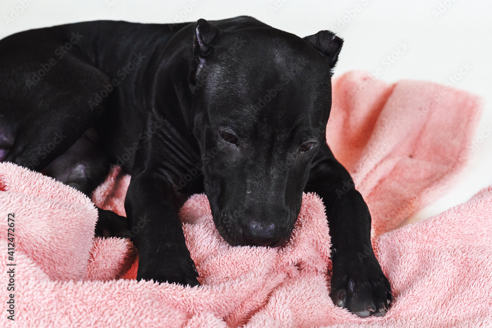 Cute black dog of American Pitbull Terrier breed, close-up portrait of lying down puppy with old-fashioned ears cut, on soft pink cover. Serious look, white background, studio shot, copy space. Cute black dog of American Pitbull Terrier breed, close-up portrait of lying down puppy with old-fashioned ears cut, on soft pink cover. Serious look, white background, studio shot, copy space.