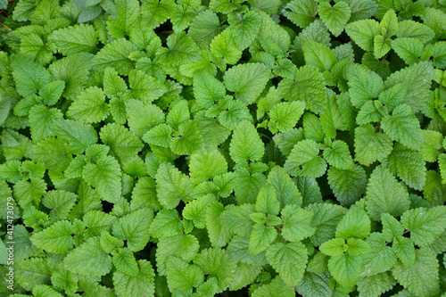 Melissa plant. Lemon balm in the garden. Countryside nature. Organic agriculture. Melissa foliage in the wild nature. Herb tea flavor. Village yard herbs. photo
