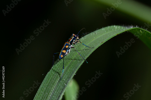 Tiger beetles are a large group of beetles.