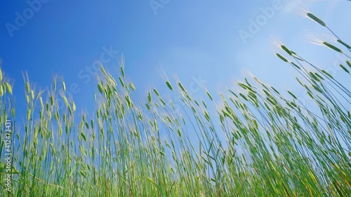 Low angel shot of a patch of plants swaying back and forth in the wind under blue sky in the village of Rhoon in South Holland, Netherlands photo