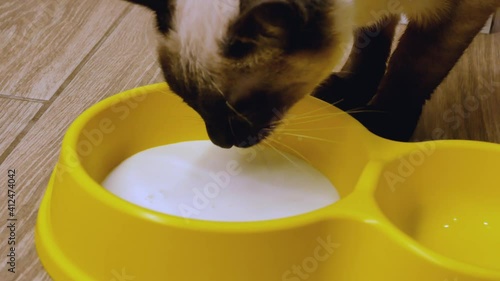 cat drinks milk. blue point coloured cat in close up. drinking purebred siamese cat photo