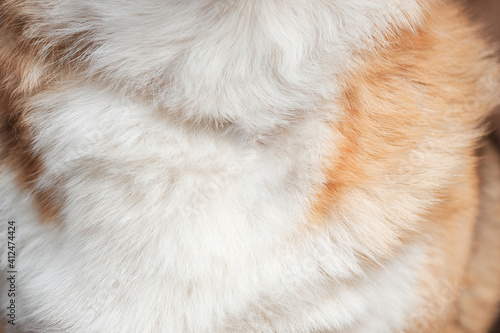 Fluffy, shaggy chest of Pembroke Welsh corgi. Red and white dog hair close up, screen saver on desktop.