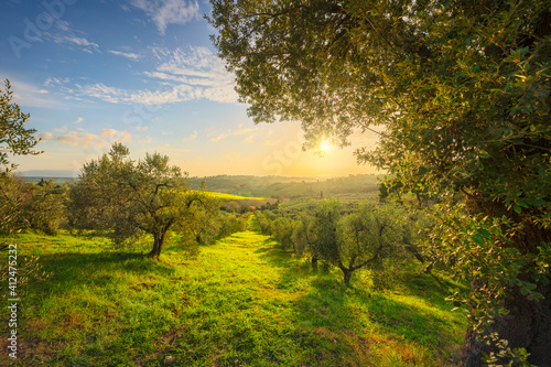 Maremma countryside panorama and olive trees. Casale Marittimo, Pisa, Tuscany Italy