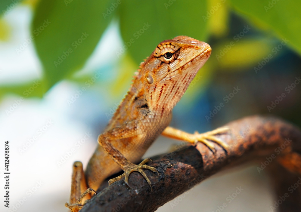Fototapeta premium Tropical oriental garden lizard female close-up on blurred background with green leaves, eastern garden lizard, bloodsucker, changeable Calotes versicolor, reptile, animal themes, World Wildlife Day