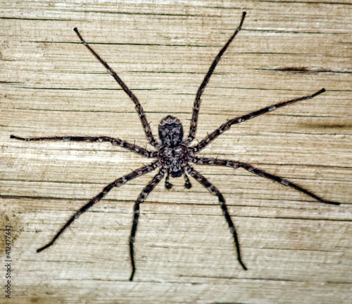 Gray shaggy predatory spider on the background of a wooden wall. photo
